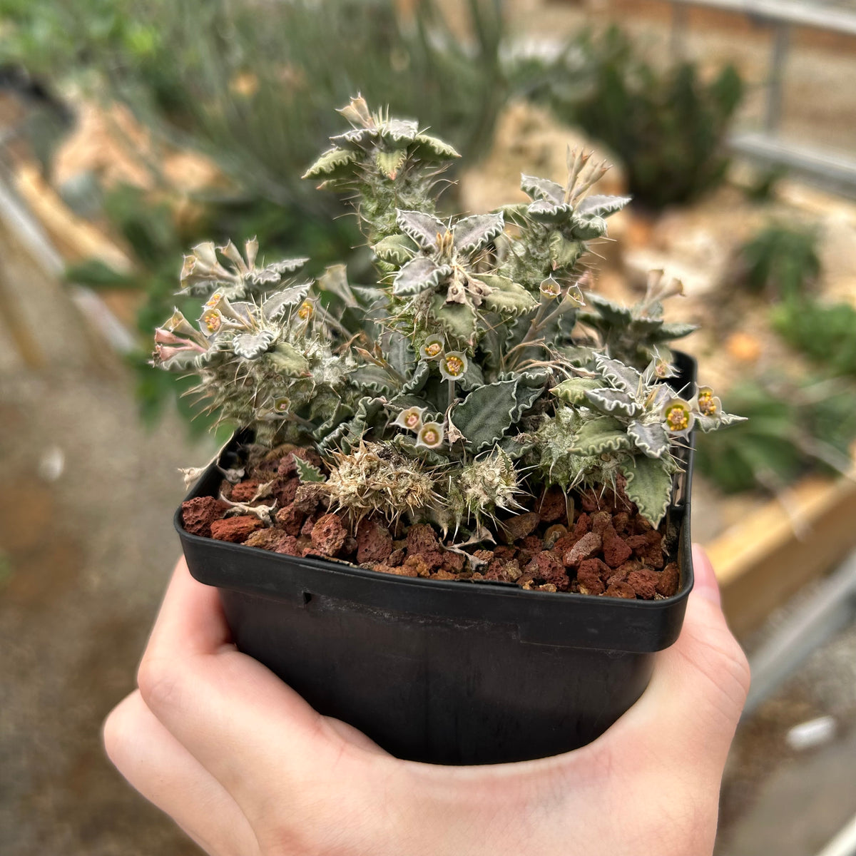 Euphorbia tulearensis-Euphorbia-image-22
