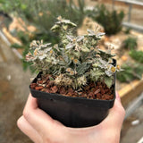 Euphorbia tulearensis-Euphorbia-image-22