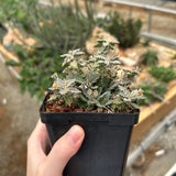 Euphorbia tulearensis-Euphorbia-image-23