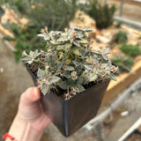 Euphorbia tulearensis-Euphorbia-image-24