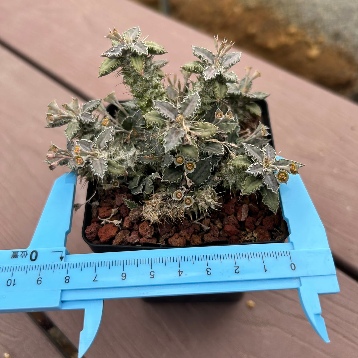 Euphorbia tulearensis-Euphorbia-image-25