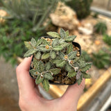 Euphorbia tulearensis-Euphorbia-image-27