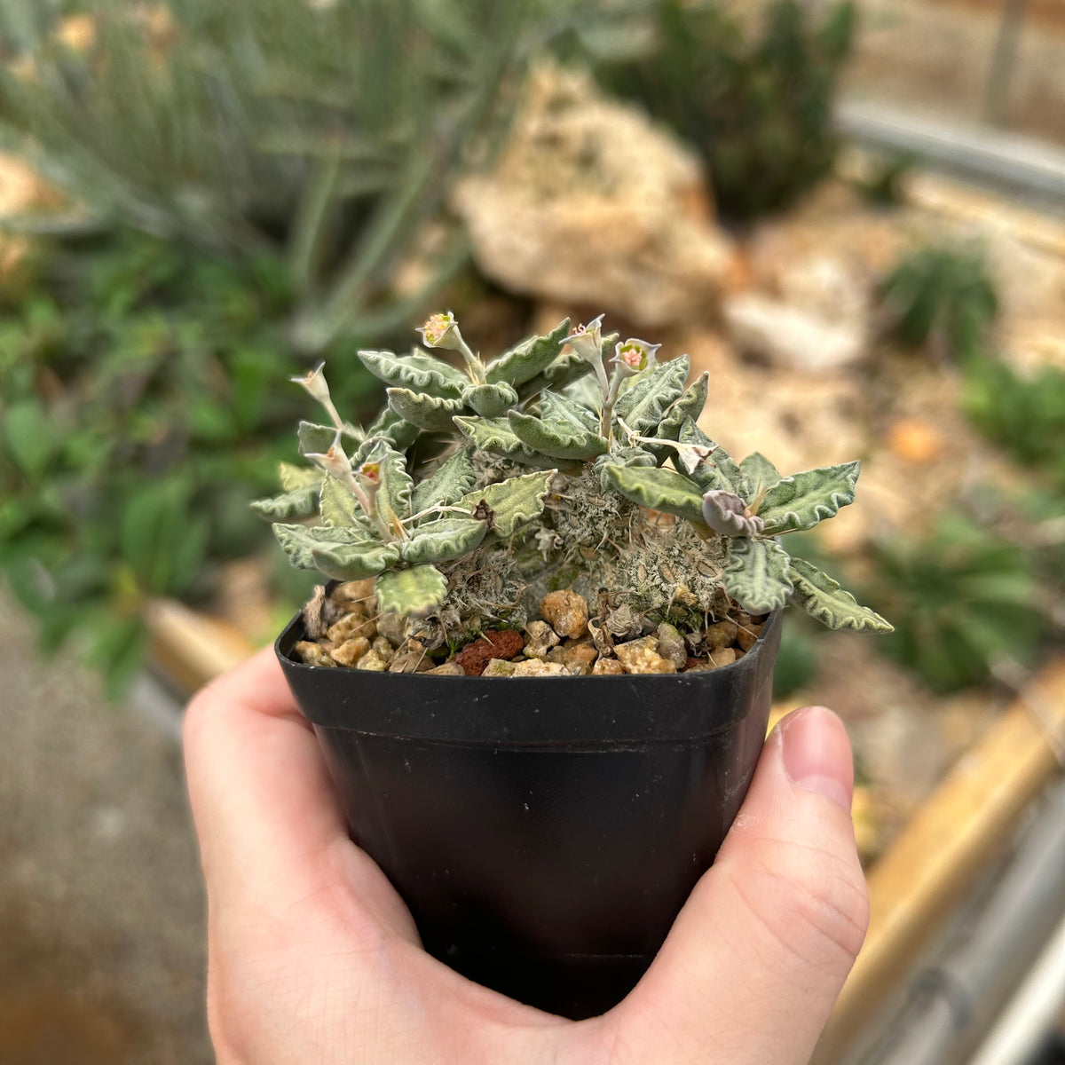 Euphorbia tulearensis-Euphorbia-image-28