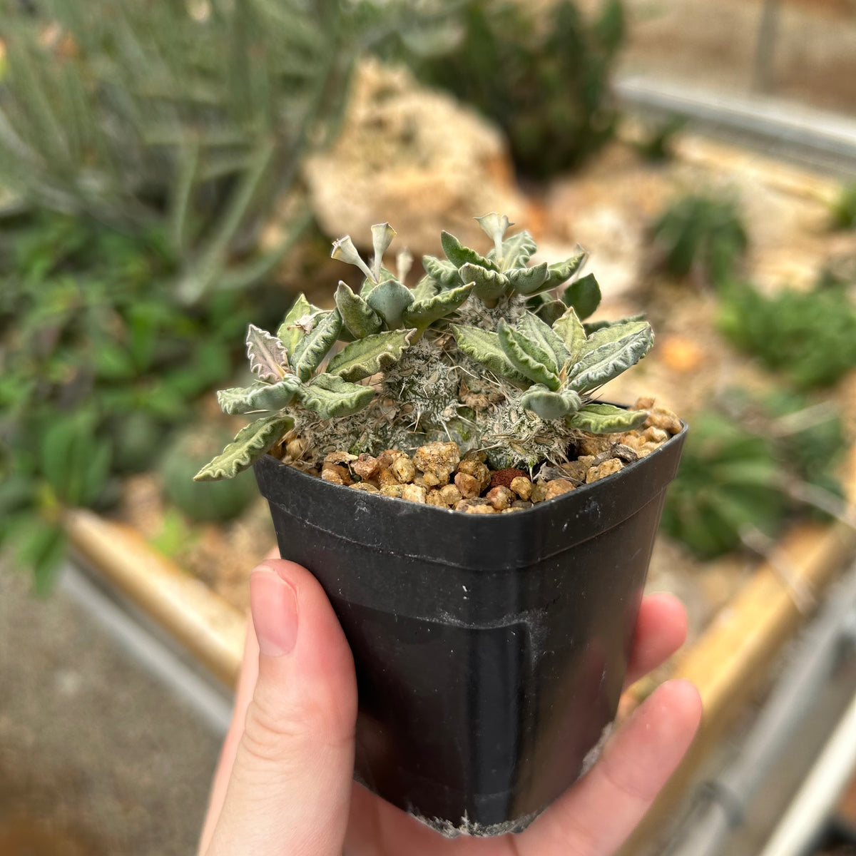 Euphorbia tulearensis-Euphorbia-image-29