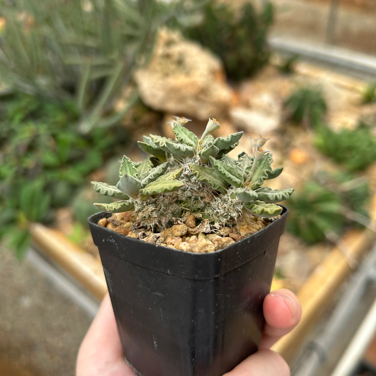 Euphorbia tulearensis-Euphorbia-image-30
