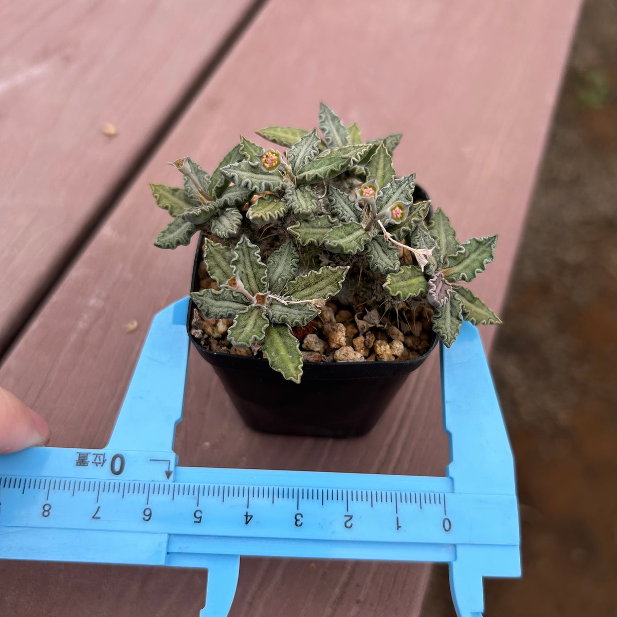 Euphorbia tulearensis-Euphorbia-image-31