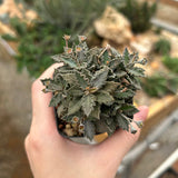 Euphorbia tulearensis-Euphorbia-image-33