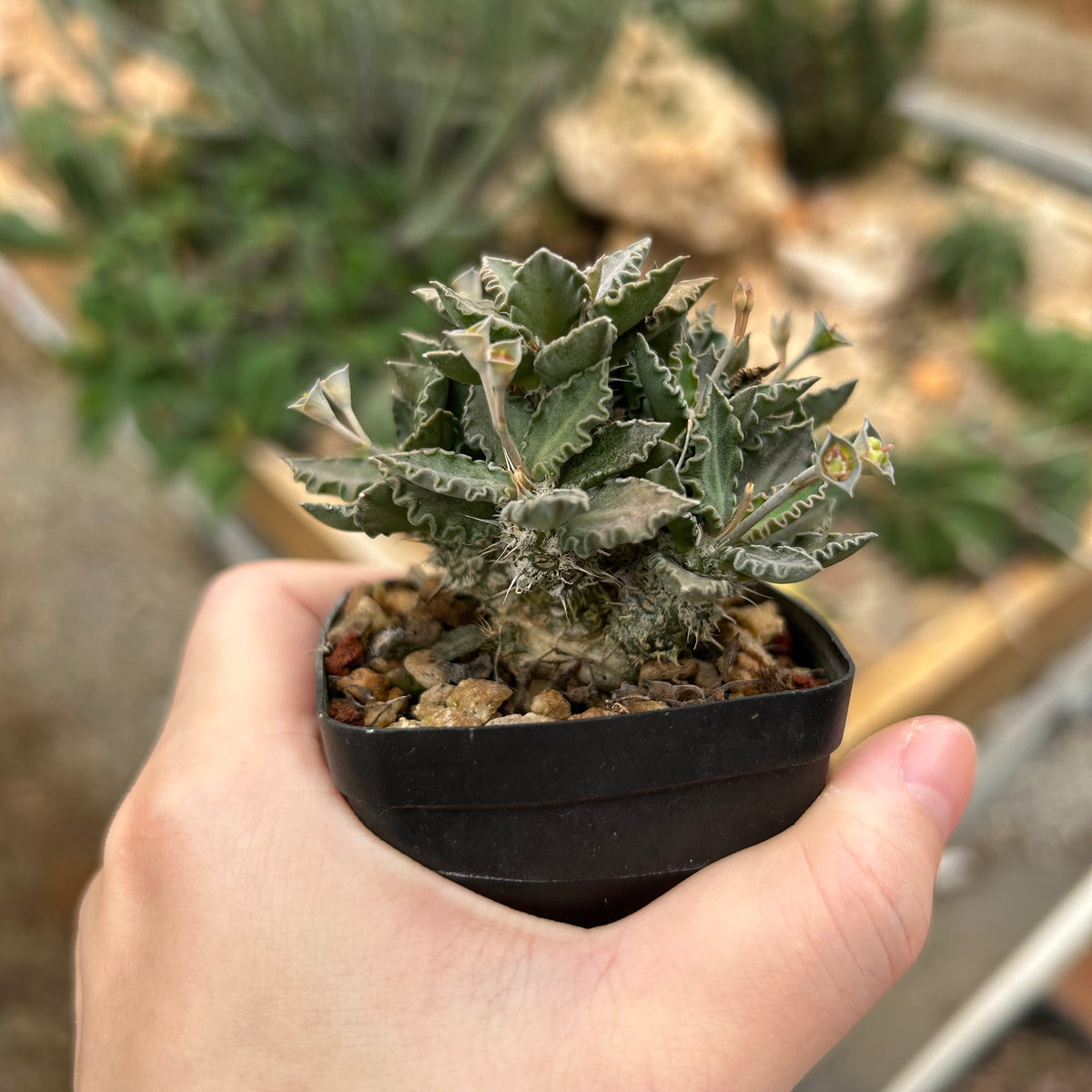 Euphorbia tulearensis-Euphorbia-image-34