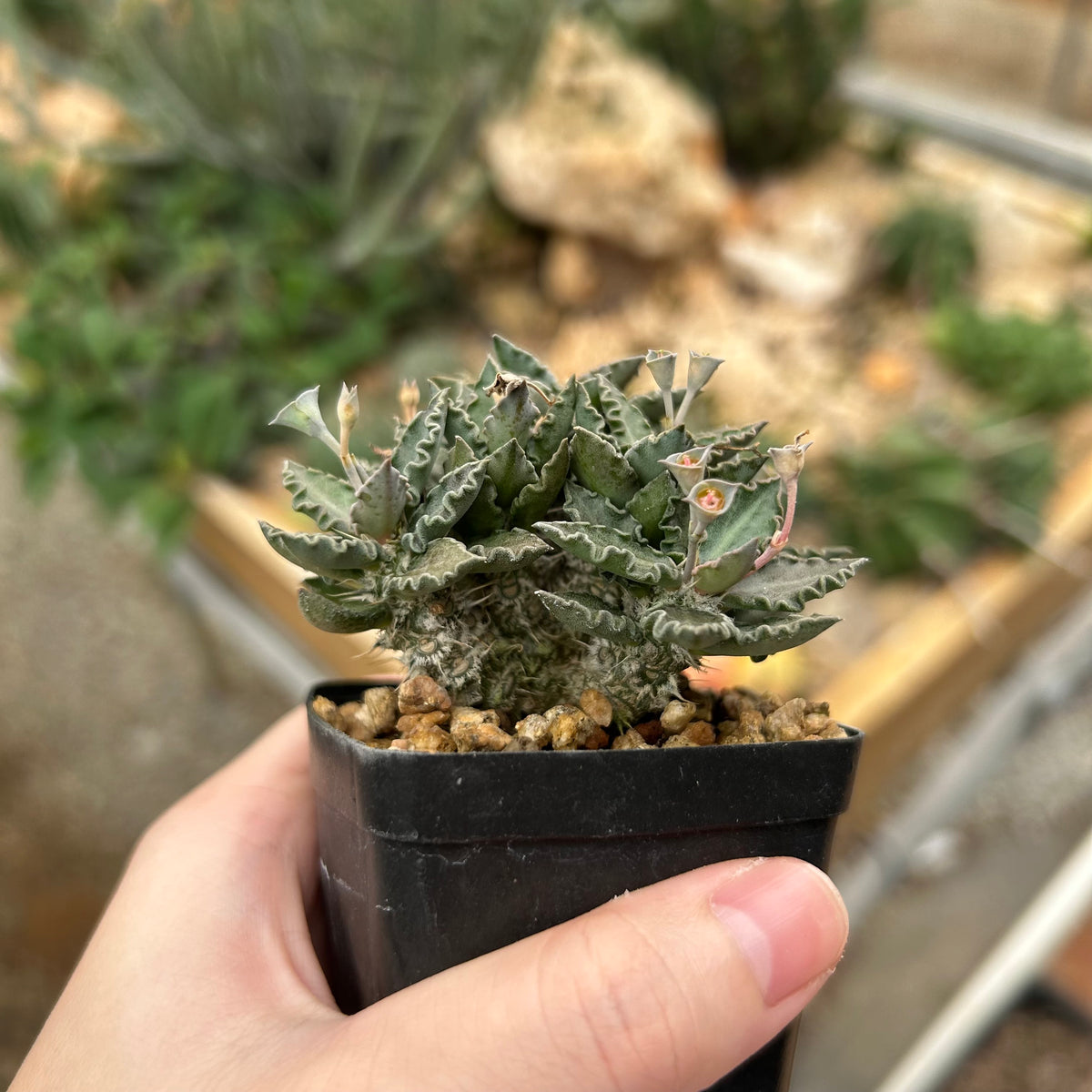 Euphorbia tulearensis-Euphorbia-image-35