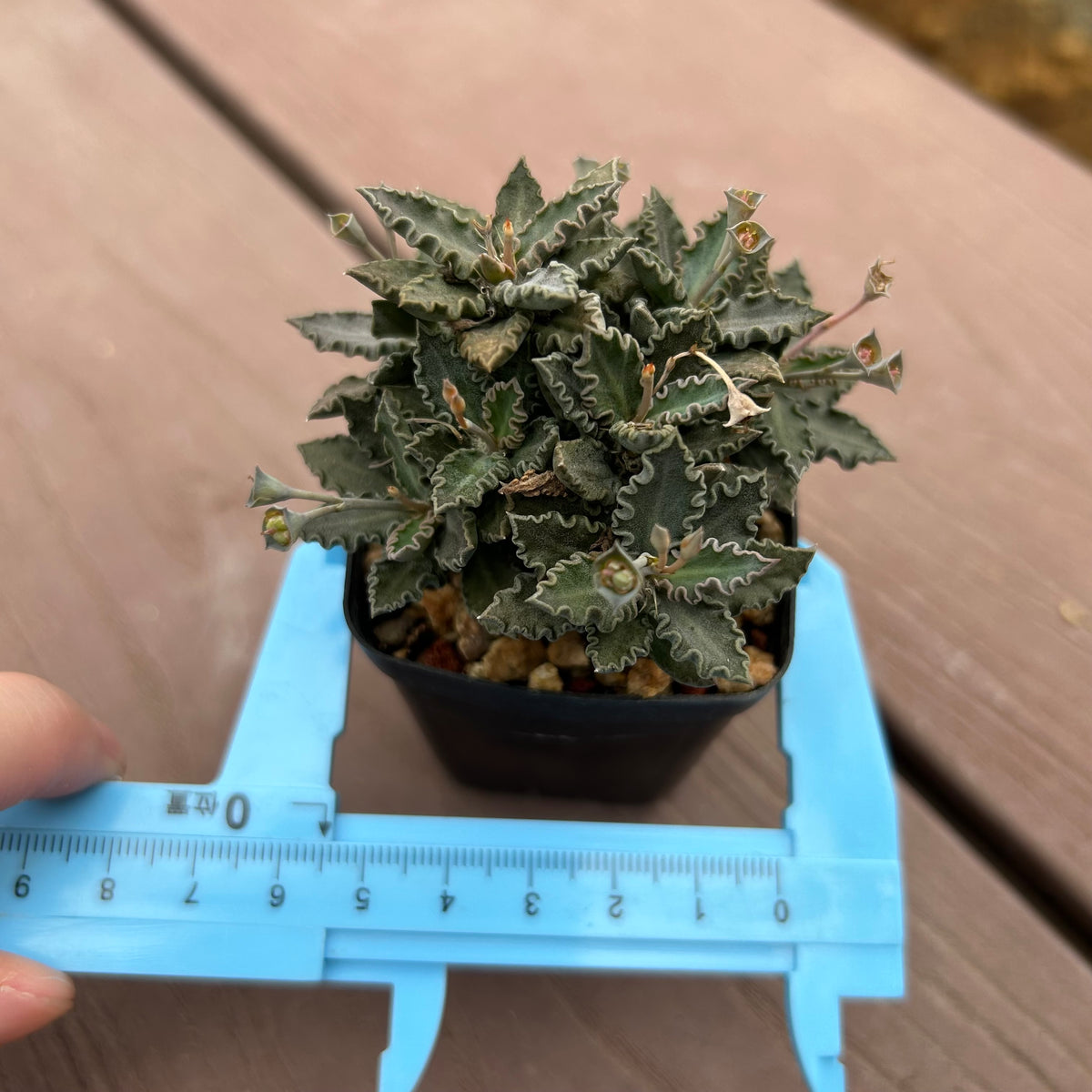 Euphorbia tulearensis-Euphorbia-image-36