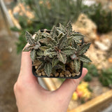 Euphorbia tulearensis-Euphorbia-image-38