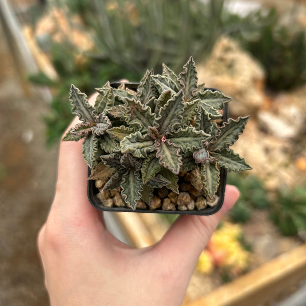 Euphorbia tulearensis-Euphorbia-image-38