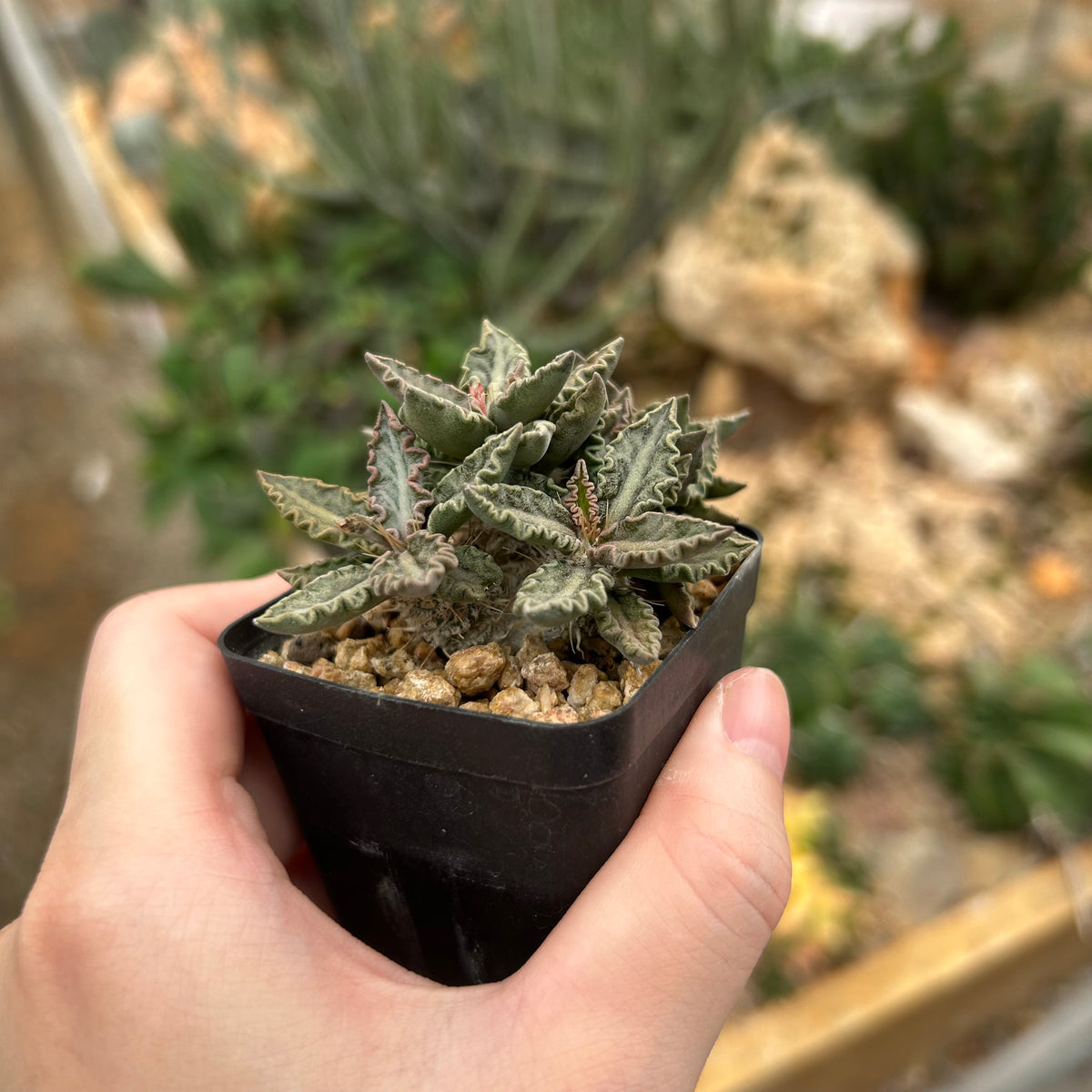 Euphorbia tulearensis-Euphorbia-image-39