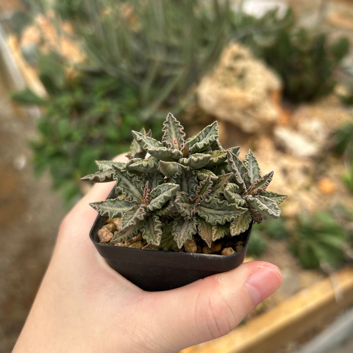 Euphorbia tulearensis-Euphorbia-image-40