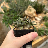 Euphorbia tulearensis-Euphorbia-image-41
