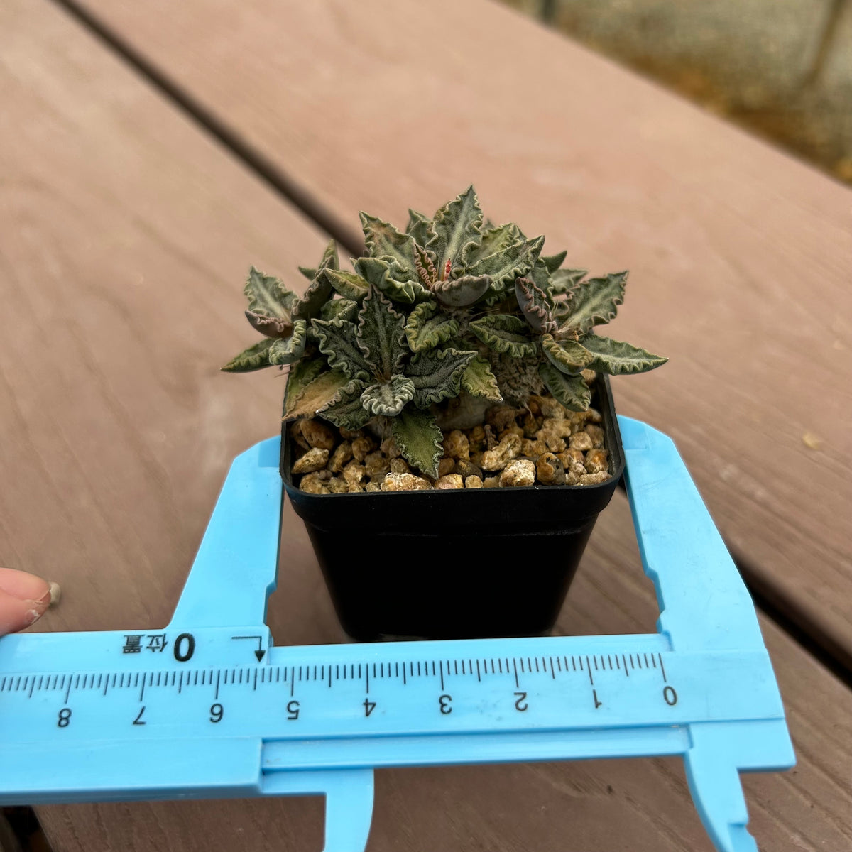 Euphorbia tulearensis-Euphorbia-image-42