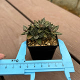 Euphorbia tulearensis-Euphorbia-image-42