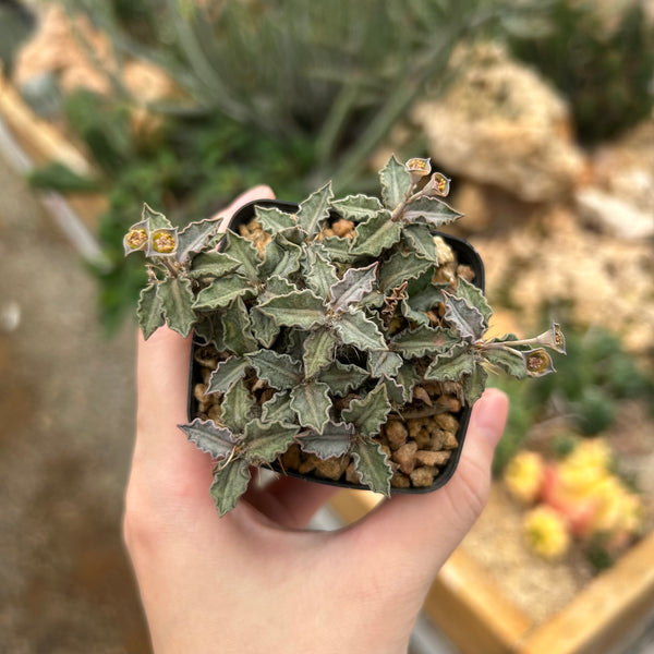 Euphorbia tulearensis-Euphorbia-image-44