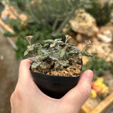 Euphorbia tulearensis-Euphorbia-image-45