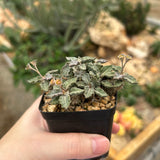 Euphorbia tulearensis-Euphorbia-image-46