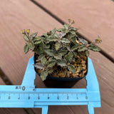 Euphorbia tulearensis-Euphorbia-image-47