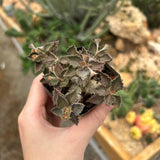 Euphorbia tulearensis-Euphorbia-image-49