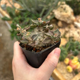Euphorbia tulearensis-Euphorbia-image-50