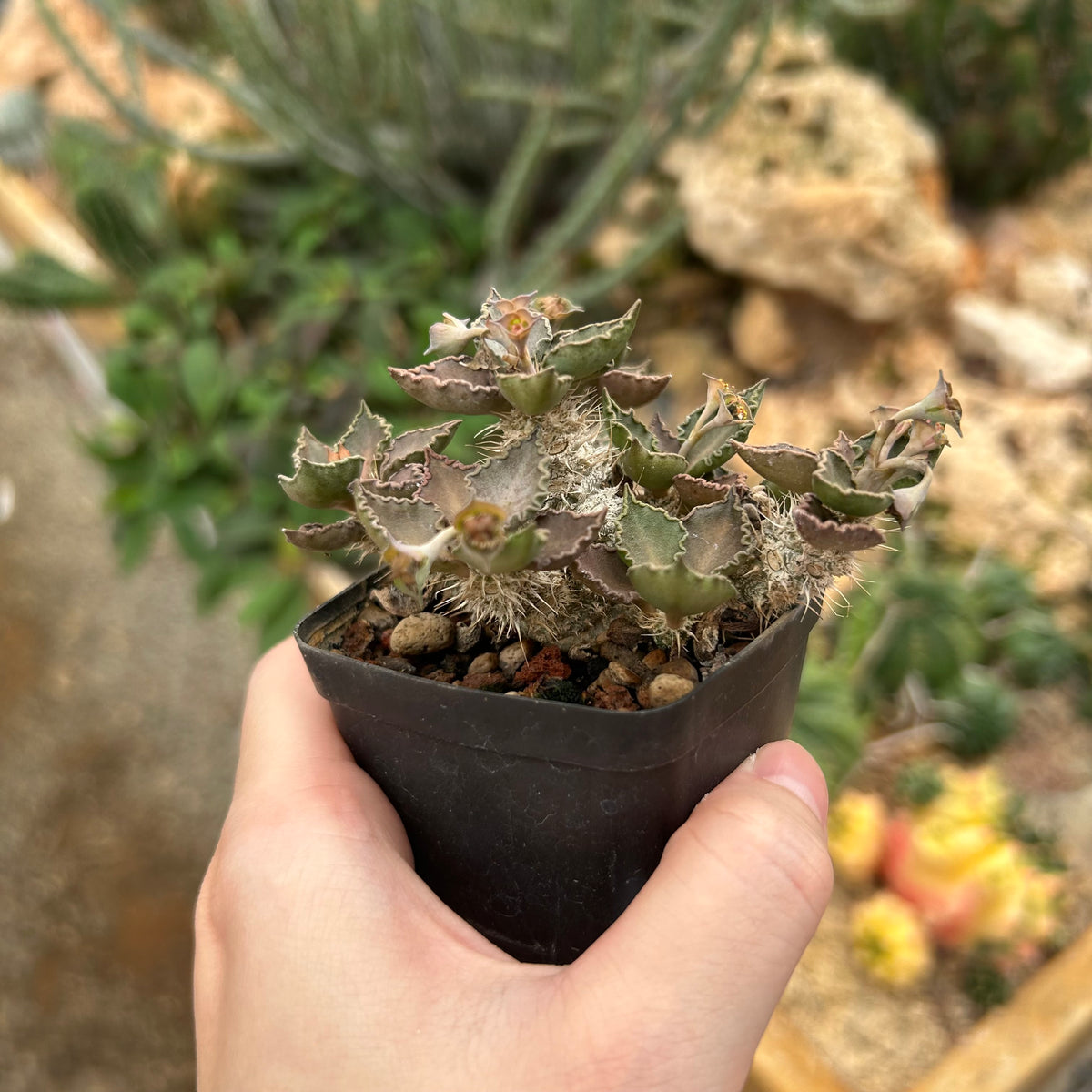 Euphorbia tulearensis-Euphorbia-image-51