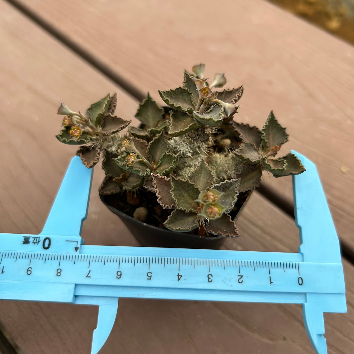 Euphorbia tulearensis-Euphorbia-image-52