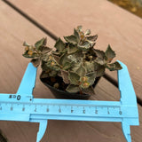 Euphorbia tulearensis-Euphorbia-image-52