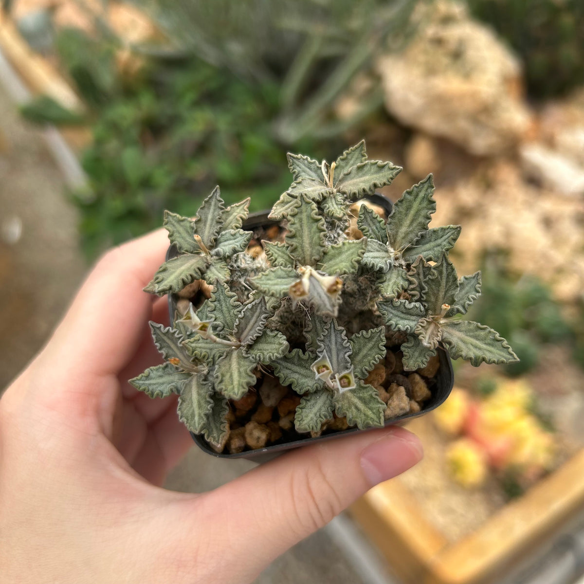 Euphorbia tulearensis-Euphorbia-image-54