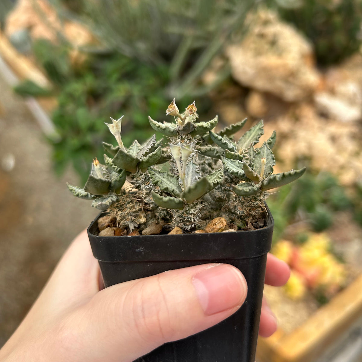 Euphorbia tulearensis-Euphorbia-image-55