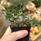 Euphorbia tulearensis-Euphorbia-image-55