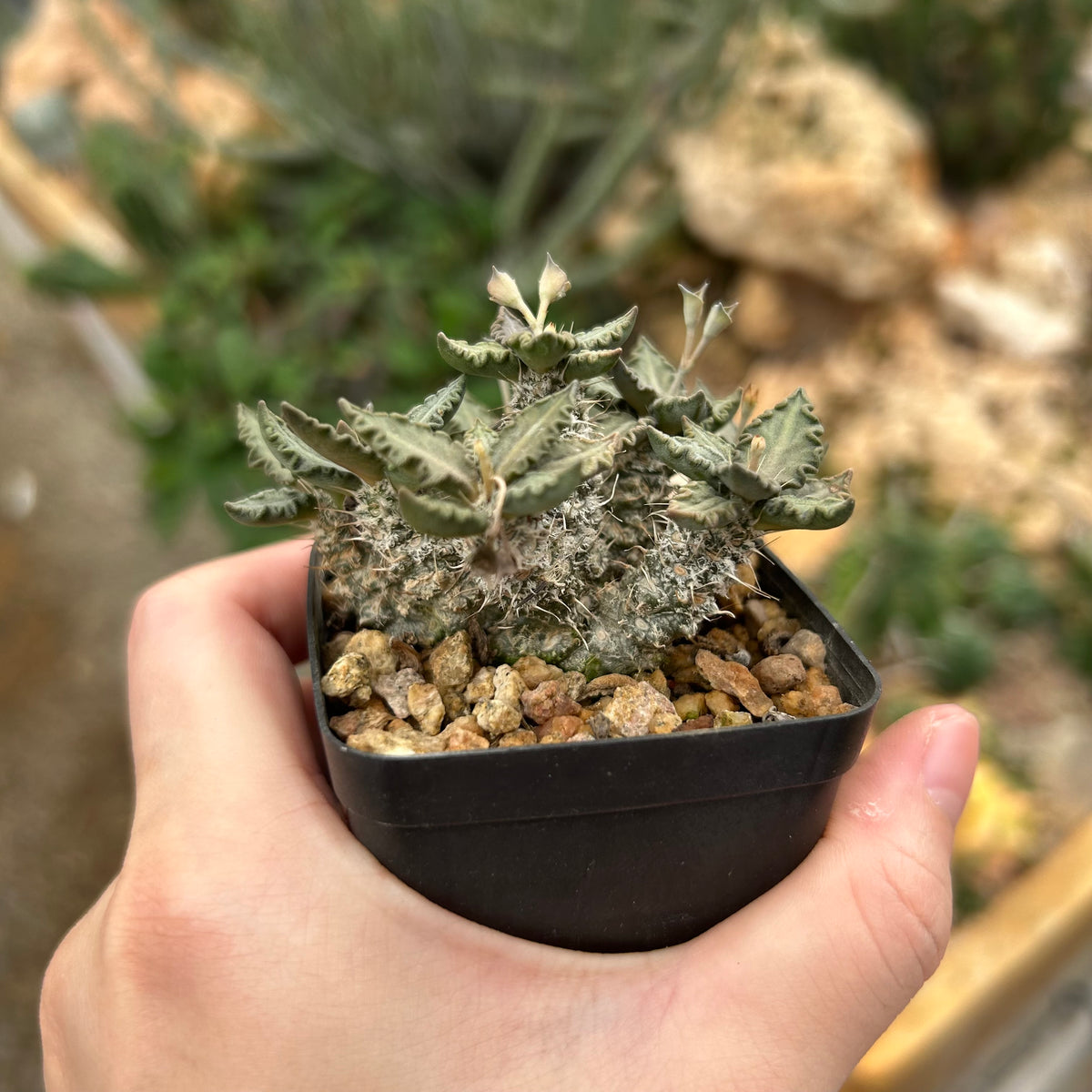 Euphorbia tulearensis-Euphorbia-image-56
