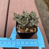 Euphorbia tulearensis-Euphorbia-image-57