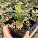 Adenium socotranum-Adenia-W2.5-3cm-image-3