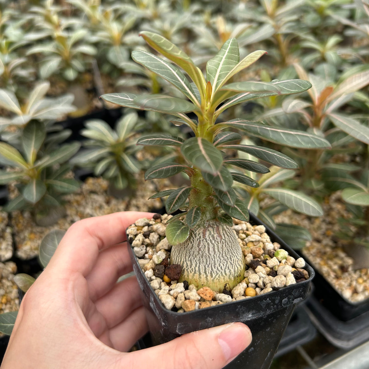 Adenium socotranum-Adenia-W2.5-3cm-image-2