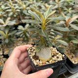 Adenium socotranum-Adenia-W2.5-3cm-image-2