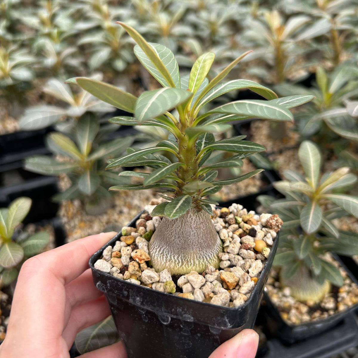 Adenium socotranum-Adenia-W2.5-3cm-image-1