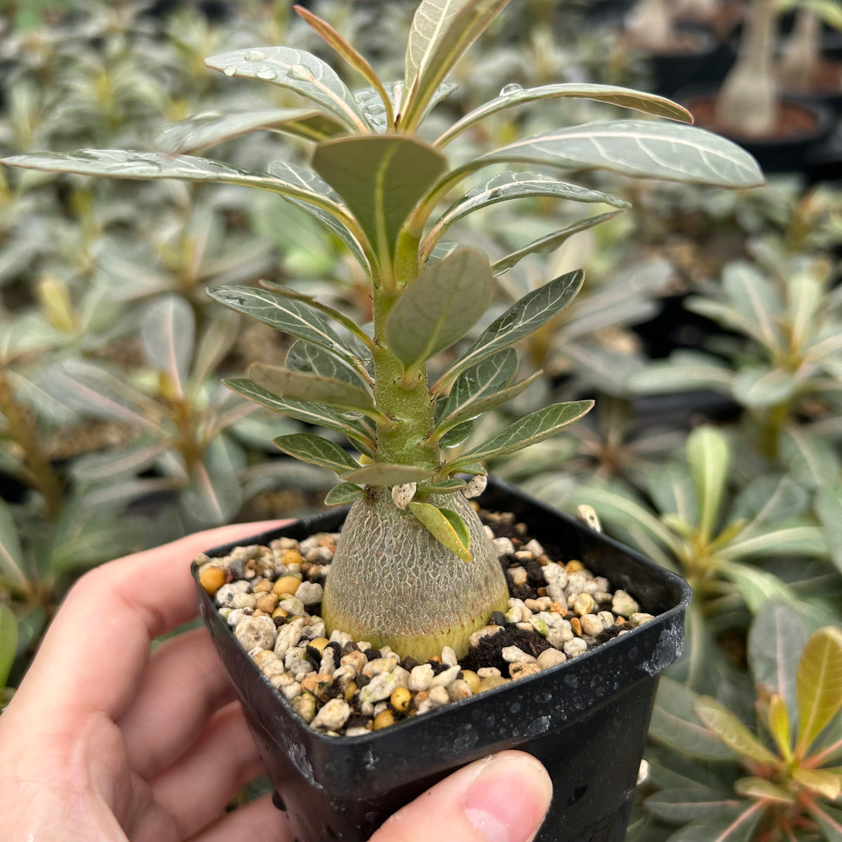 Adenium socotranum-Adenia-W2.5-3cm-image-4
