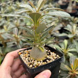 Adenium socotranum-Adenia-W2.5-3cm-image-4