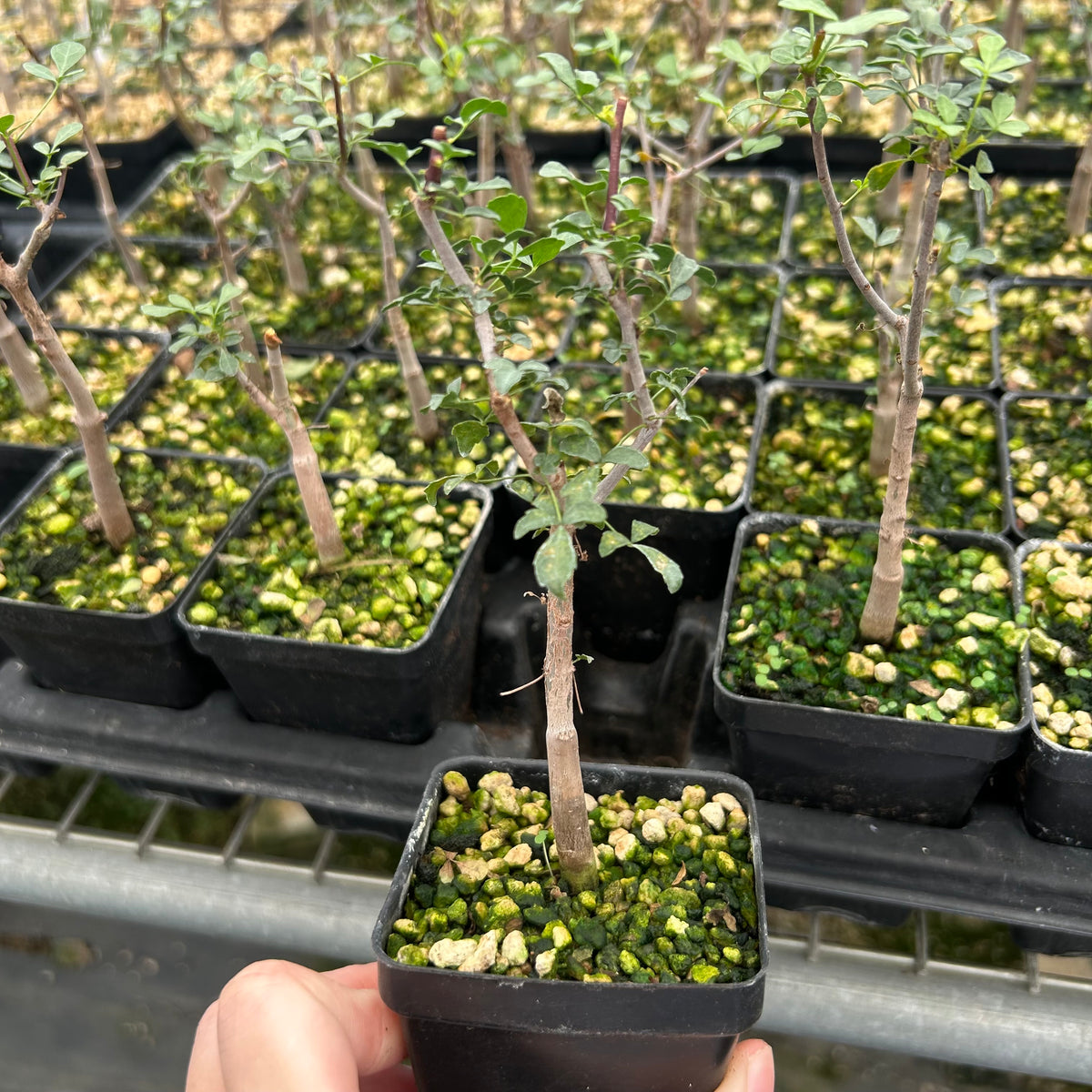 Commiphora kataf-Burseraceae-W0.5cm-image-9
