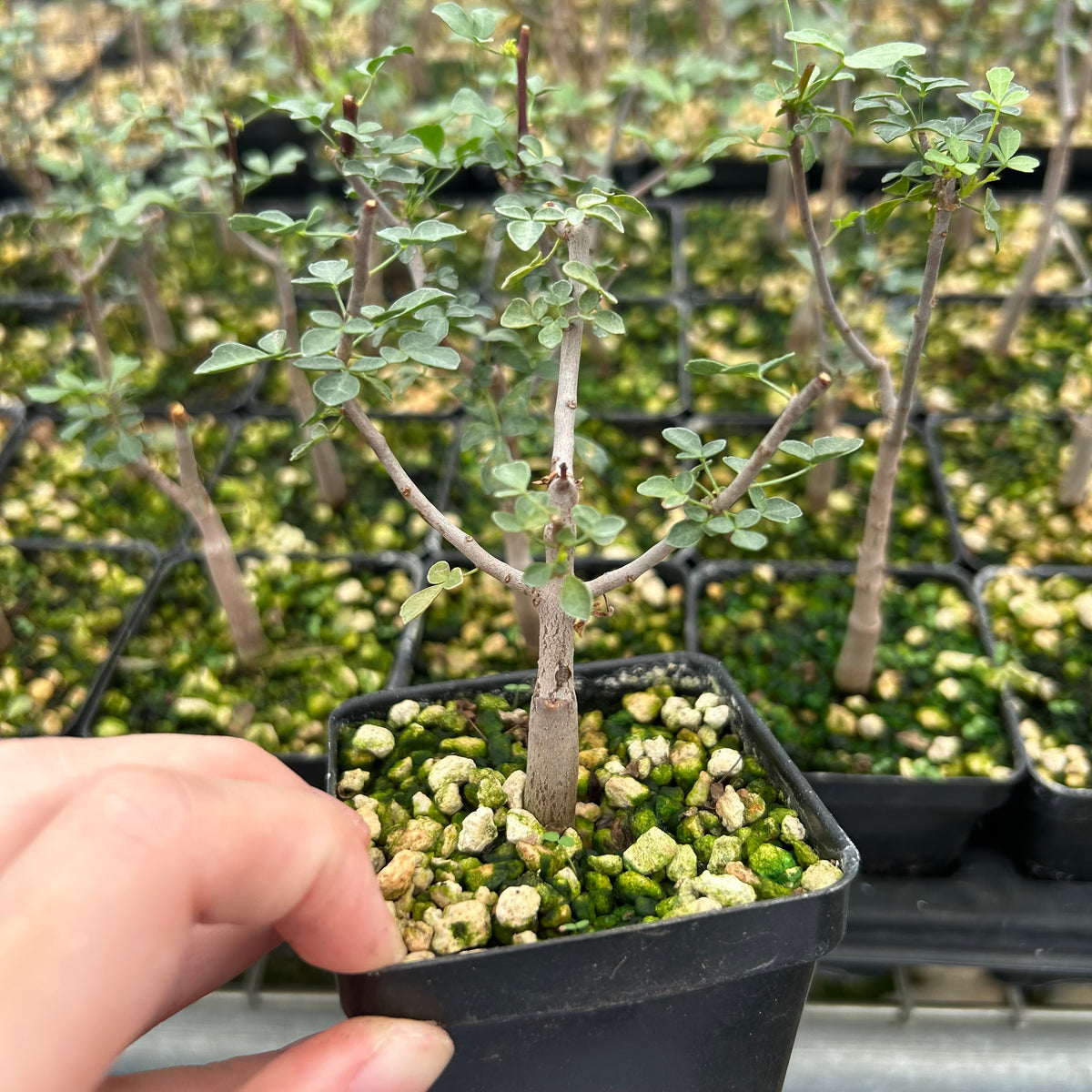 Commiphora kataf-Burseraceae-W0.5cm-image-11