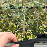 Commiphora kataf-Burseraceae-W0.5cm-image-11