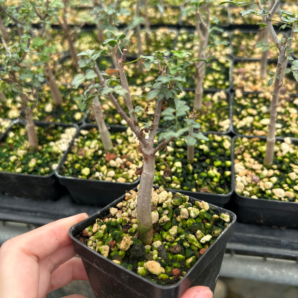 Commiphora kataf-Burseraceae-W0.5cm-image-12