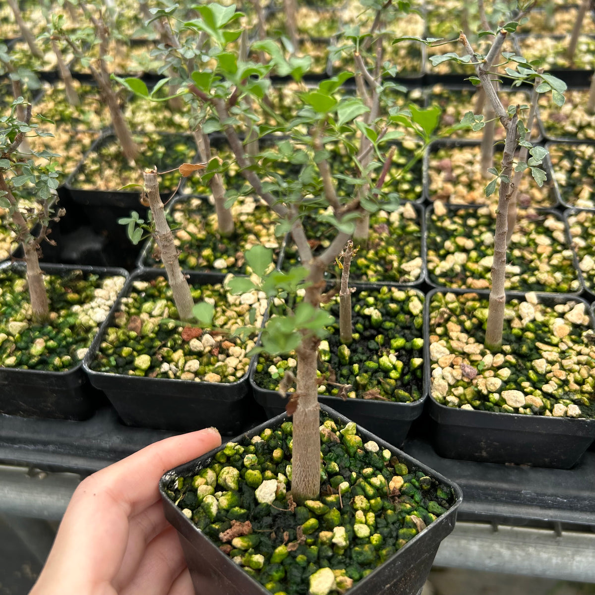 Commiphora kataf-Burseraceae-W0.5cm-image-10