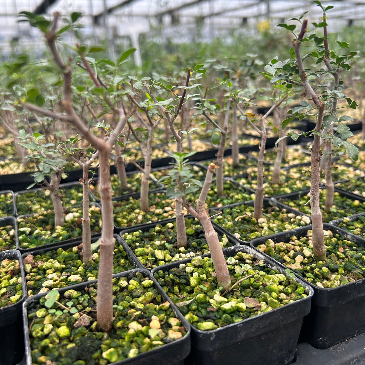 Commiphora kataf-Burseraceae-W0.5cm-image-15