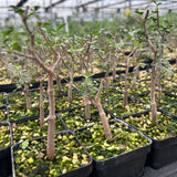 Commiphora kataf-Burseraceae-W0.5cm-image-15