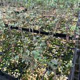 Commiphora kataf-Burseraceae-W0.5cm-image-14