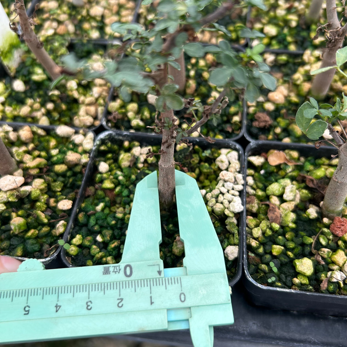 Commiphora kataf-Burseraceae-W0.5cm-image-13